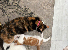 1 ginger male 1 white and black kitten