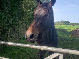 Near Exeter, grass livery, yard, sole use to be run by friends
