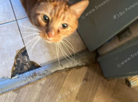 Rehoming my beautiful cat Thomas