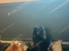 Female westiepoo