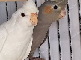 Baby Cockatiels