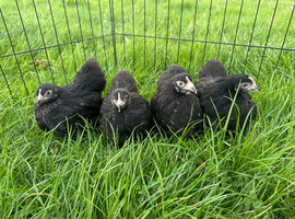 Pekin pullets