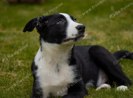 Border collie pup
