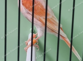 Stafford cock 2026