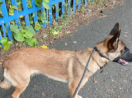 Belgium malinois