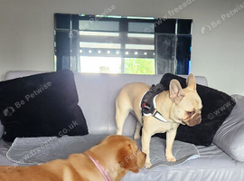Cream female French bulldog