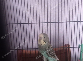 Baby budgie s for sale