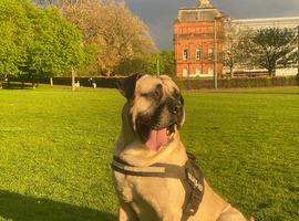 Looking for a both to stud with my 5 yr old male Pressa canniro full breed with the most beautiful face ever and the best muscle development ever and