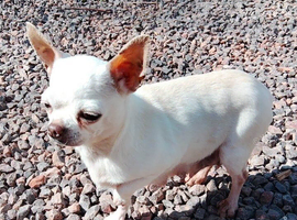 Katie the White Russian chihuahua