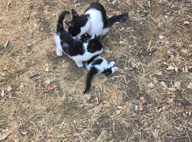 Two adorable kittens looking for their forever homes!