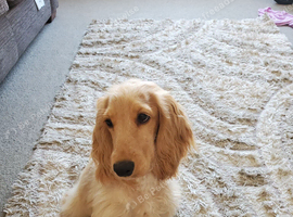 Kind and loving 7 month Show Cockerspaniel
