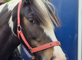 Family pony