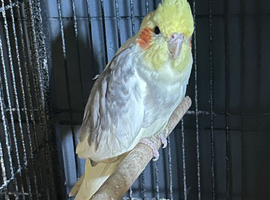 Cockatiels for Sale &ndash; Healthy Active Birds, Ready Now