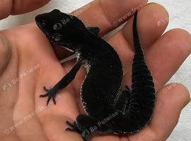 Pure black night male leopard gecko