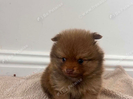 Russian Pomeranian puppies