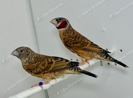 Beautiful pair of Cut-throat finches for sale