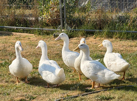 3 Aylesbury and 3 Pekin ducks