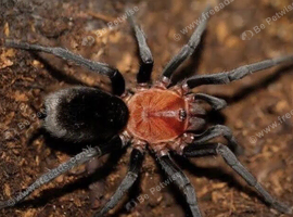 Bumba horrida tarantula