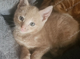 2 beautiful kittens left