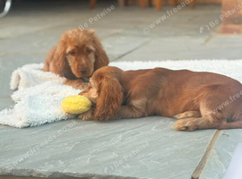 Beautiful cocker spaniels