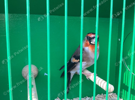 Goldfinch x Bullfinch Hybrid