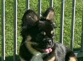 Fluffy French bulldog