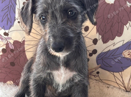 Bedlington/whippet puppies