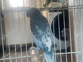 Blue Indian Ringneck