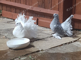 Indian fantail silver male cock bird. Excellent quality.