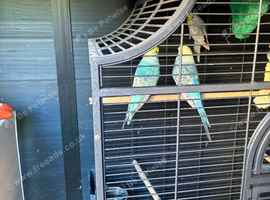 Rainbow budgies