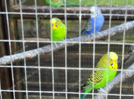 Budgies
