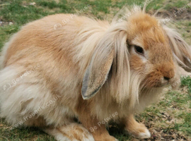 Male and female junior rabbits