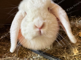 Dwarf lop female show standard
