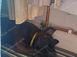 Dutch shepherd