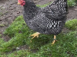 Plymouth Rock bantams