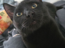 Male cat looking for new home