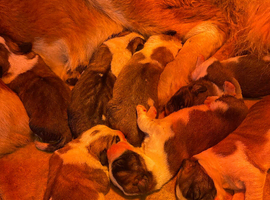 Beautiful baby Saint Bernards