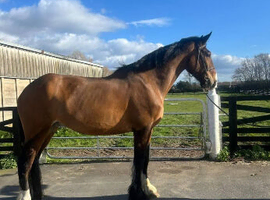 5 year old shire x Irish draughty gelding
