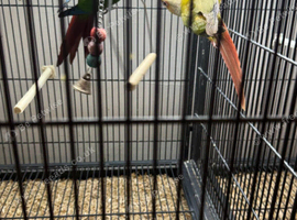 Young Conures
