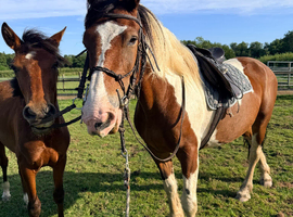 Skewbald ISH x Cob mare