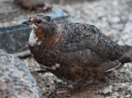 200 Japanese Jambo Quails for Sale.