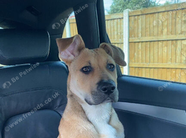 BLACK MOUTH CUR
