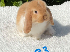 Pure bred mini lops .