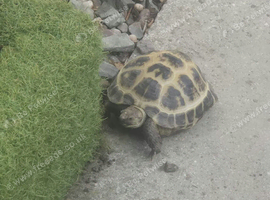 Russian horsenfield tortoise