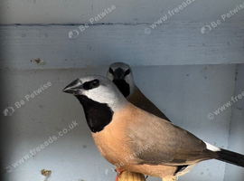 Breeding pair parsons finch