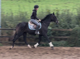 Tall, dark and handsome &lsquo;Gavin&rsquo;