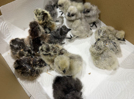 Silkie hatching eggs for sale