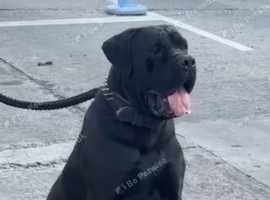 BIG BONED CANE CORSO FOR STUD !!!