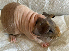Skinny pig babies boys and girls.