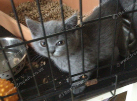 Beautiful British blue kittens ,